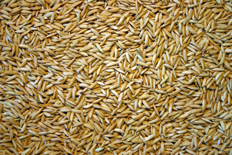 Semences de riz en vrac